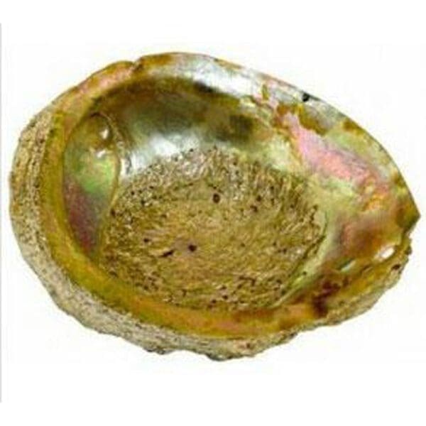 Large Abalone Shell | BluntPark.com